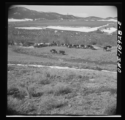 Untitled photo, possibly related to: Moreno Valley, Colfax County, New Mexico. Winter feeding on George Mutz's ranch