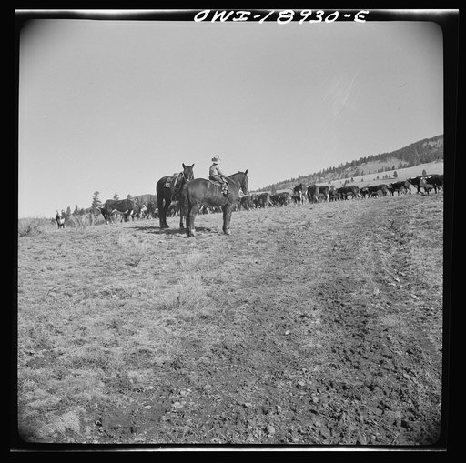 Untitled photo, possibly related to: Moreno Valley, Colfax County, New Mexico. Winter feeding on George Mutz's ranch