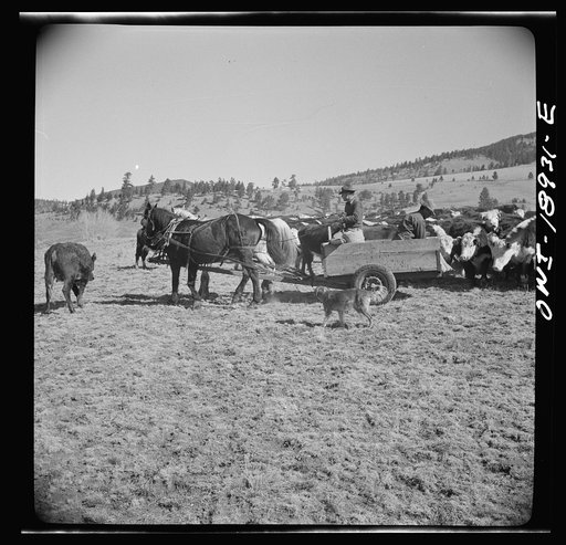 Untitled photo, possibly related to: Moreno Valley, Colfax County, New Mexico. Putting out winter feed