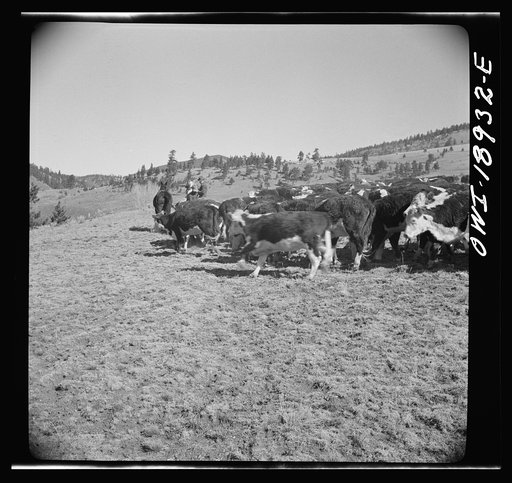 Untitled photo, possibly related to: Moreno Valley, Colfax County, New Mexico. Stock on the Mutz ranch