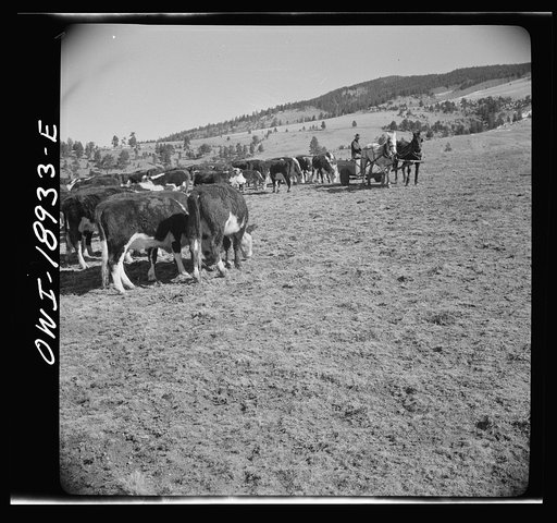 Untitled photo, possibly related to: Moreno Valley, Colfax County, New Mexico. Stock on the Mutz ranch