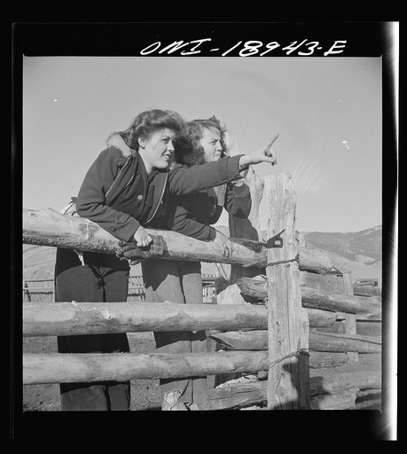 Untitled photo, possibly related to: Moreno Valley, Colfax County, New Mexico. The Mutz girls looking over baby beef to pick out a prize calf to fatten as a 4-H club project