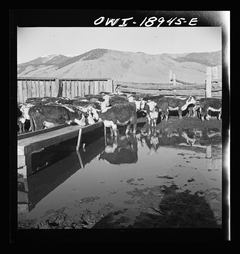 Untitled photo, possibly related to: Moreno Valley, Colfax County, New Mexico. Winter feeding on George Mutz's ranch