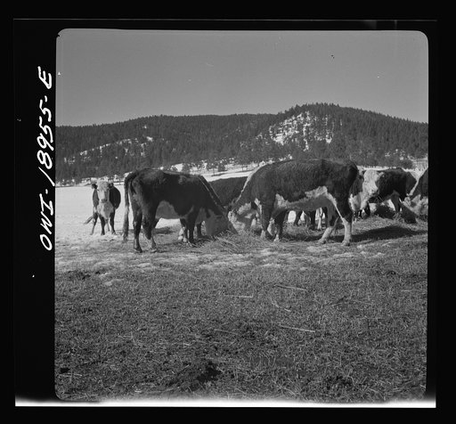 Untitled photo, possibly related to: Moreno Valley, Colfax County, New Mexico. Winter feeding on George Mutz's ranch