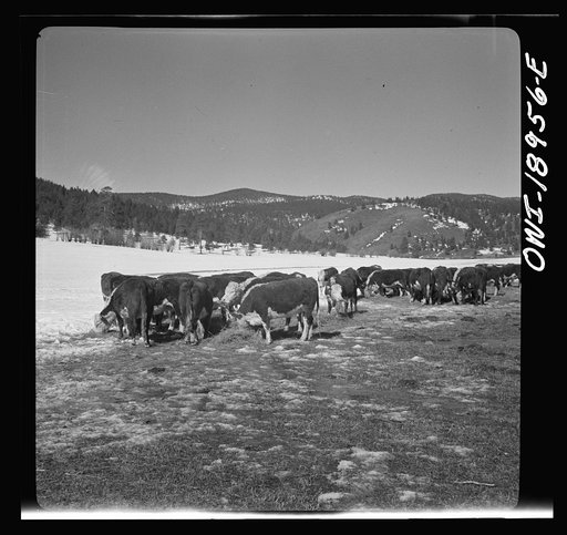 Untitled photo, possibly related to: Moreno Valley, Colfax County, New Mexico. Winter feeding on George Mutz's ranch