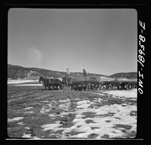 Untitled photo, possibly related to: Moreno Valley, Colfax County, New Mexico. Winter feeding on George Mutz's ranch