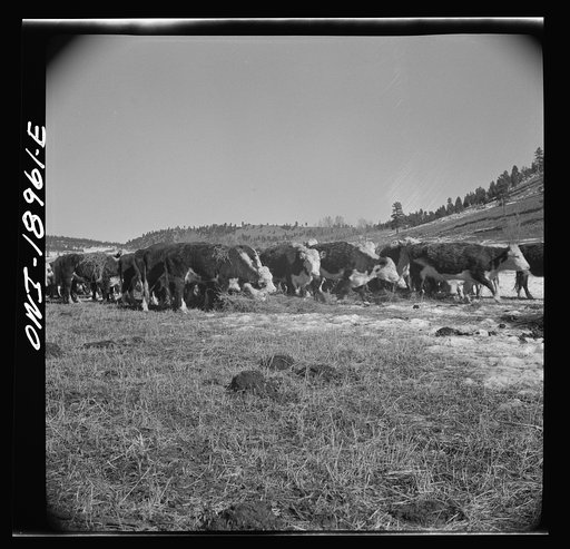 Untitled photo, possibly related to: Moreno Valley, Colfax County, New Mexico. Winter feeding on George Mutz's ranch