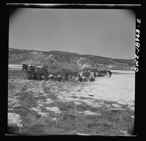 Untitled photo, possibly related to: Moreno Valley, Colfax County, New Mexico. Winter feeding on George Mutz's ranch