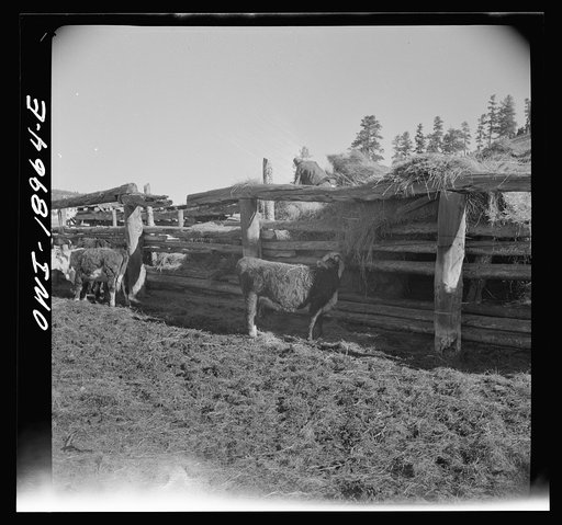 Moreno Valley, Colfax County, New Mexico. Winter feeding on George Mutz's ranch