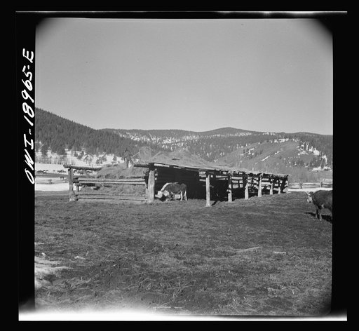Untitled photo, possibly related to: Moreno Valley, Colfax County, New Mexico. Winter feeding on George Mutz's ranch