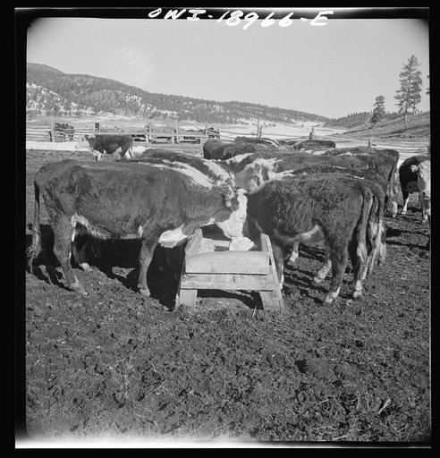 Untitled photo, possibly related to: Moreno Valley, Colfax County, New Mexico. Winter feeding on George Mutz's ranch