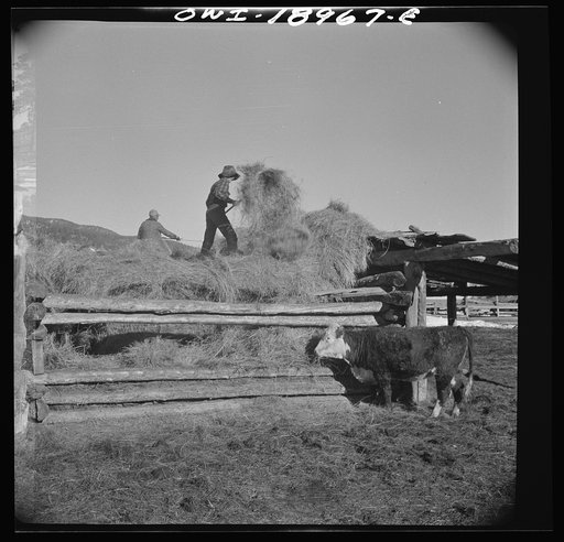 Untitled photo, possibly related to: Moreno Valley, Colfax County, New Mexico. Winter feeding on George Mutz's ranch
