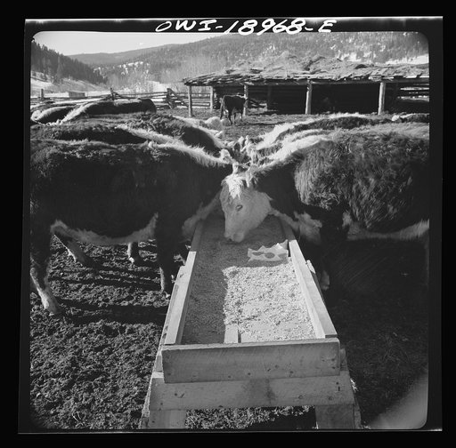 Untitled photo, possibly related to: Moreno Valley, Colfax County, New Mexico. Winter feeding on George Mutz's ranch