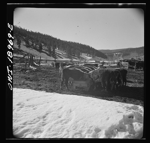 Untitled photo, possibly related to: Moreno Valley, Colfax County, New Mexico. Winter feeding on George Mutz's ranch