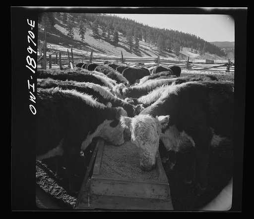 Moreno Valley, Colfax County, New Mexico. Winter feeding on George Mutz's ranch