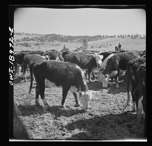 Untitled photo, possibly related to: Moreno Valley, Colfax County, New Mexico. Winter feeding on George Mutz's ranch