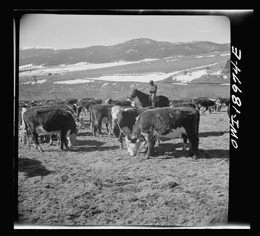 Moreno Valley, Colfax County, New Mexico. William Heck, a second generation cattleman, holding stock on his winter range for feeding