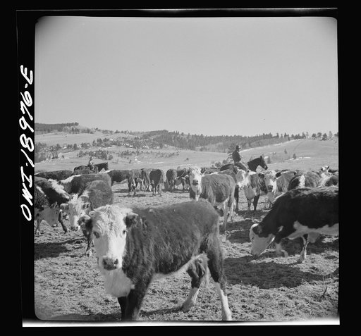 Untitled photo, possibly related to: Moreno Valley, Colfax County, New Mexico. William Heck, a second generation cattleman, holding stock on his winter range for feeding
