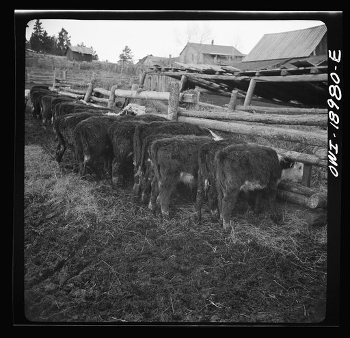 Untitled photo, possibly related to: Moreno Valley, Colfax County, New Mexico. Winter feeding on George Mutz's ranch
