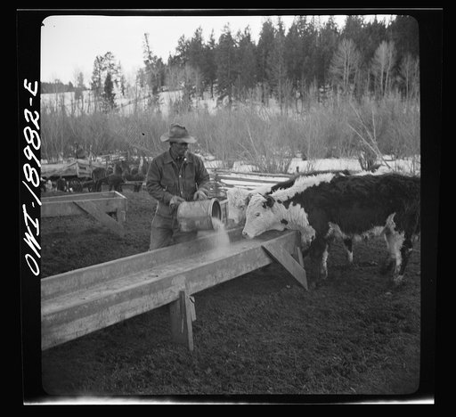 Moreno Valley, Colfax County, New Mexico. Feeding stock on the Mutz ranch