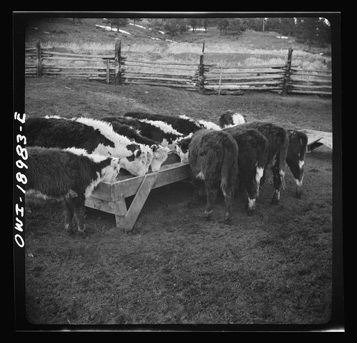 Untitled photo, possibly related to: Moreno Valley, Colfax County, New Mexico. Feeding stock on the Mutz ranch