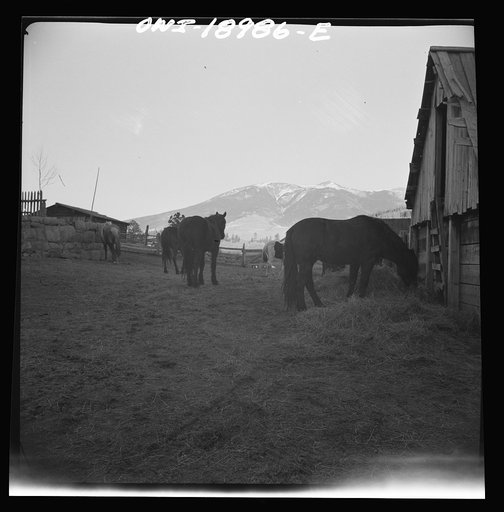 Moreno Valley, Colfax County, New Mexico. Home corrals on the Mutz ranch