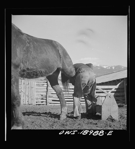 Untitled photo, possibly related to: Moreno Valley, Colfax County, New Mexico. William Heck shoeing a horse