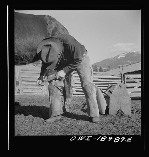Moreno Valley, Colfax County, New Mexico. William Heck shoeing a horse