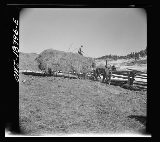 Untitled photo, possibly related to: Moreno Valley, Colfax County, New Mexico. Winter feeding on the Mutz ranch