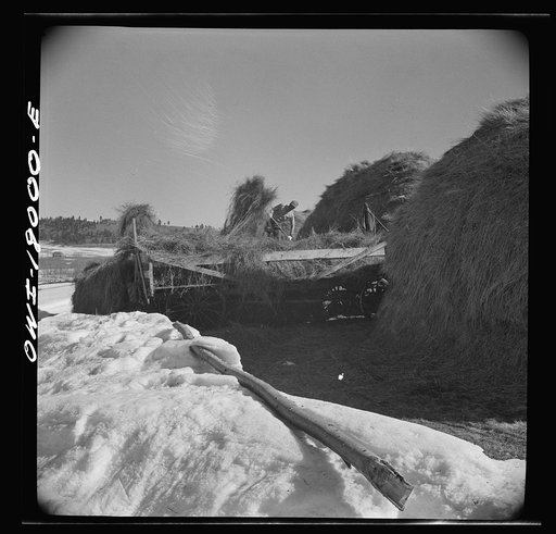 Moreno Valley, Colfax County, New Mexico. Pitching hay into a rack for winter feeding on the Mutz ranch