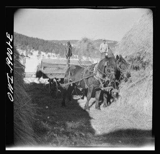Untitled photo, possibly related to: Moreno Valley, Colfax County, New Mexico. Pitching hay into a rack for winter feeding on the Mutz ranch