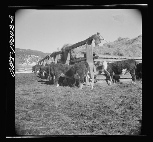Untitled photo, possibly related to: Moreno Valley, Colfax County, New Mexico. Winter feeding on the Mutz ranch