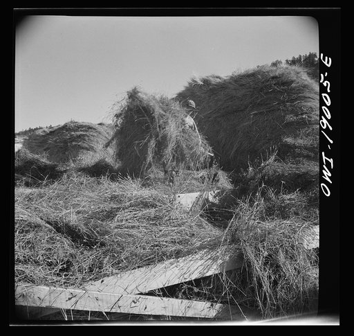 Untitled photo, possibly related to: Moreno Valley, Colfax County, New Mexico. Pitching hay into a rack for winter feeding on the Mutz ranch