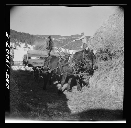 Untitled photo, possibly related to: Moreno Valley, Colfax County, New Mexico. Pitching hay into a rack for winter feeding on the Mutz ranch