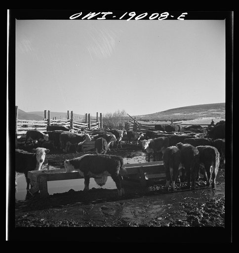 Untitled photo, possibly related to: Moreno Valley, Colfax County, New Mexico. Fattening stock on the Mutz ranch