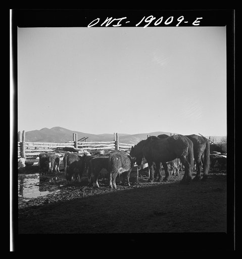 Untitled photo, possibly related to: Moreno Valley, Colfax County, New Mexico. Fattening stock on the Mutz ranch