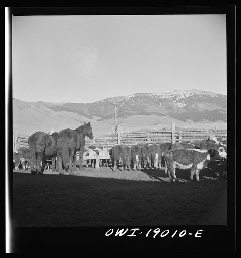 Untitled photo, possibly related to: Moreno Valley, Colfax County, New Mexico. Fattening stock on the Mutz ranch