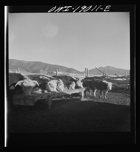 Untitled photo, possibly related to: Moreno Valley, Colfax County, New Mexico. Fattening stock on the Mutz ranch