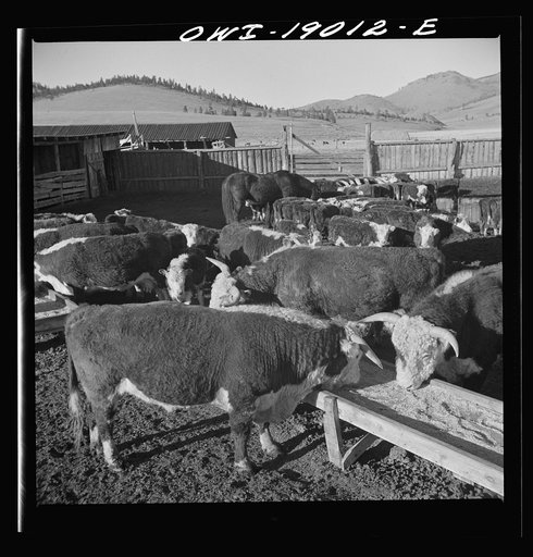 Moreno Valley, Colfax County, New Mexico. Fattening stock on the Mutz ranch