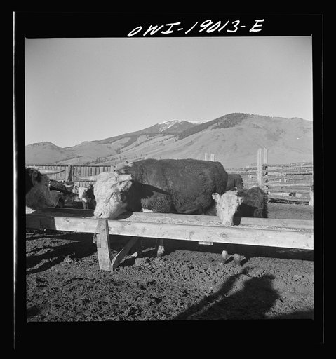 Moreno Valley, Colfax County, New Mexico. Fattening stock on the Mutz ranch
