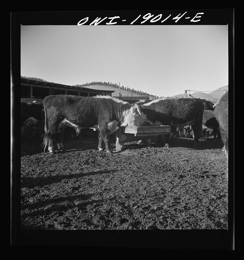 Untitled photo, possibly related to: Moreno Valley, Colfax County, New Mexico. Fattening stock on the Mutz ranch