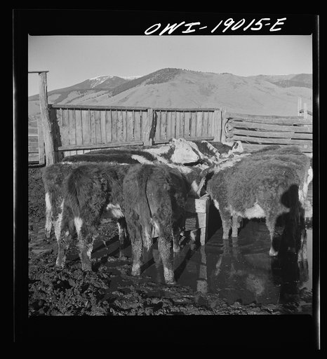 Untitled photo, possibly related to: Moreno Valley, Colfax County, New Mexico. Fattening stock on the Mutz ranch