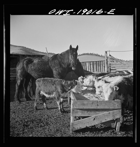 Untitled photo, possibly related to: Moreno Valley, Colfax County, New Mexico. Fattening stock on the Mutz ranch