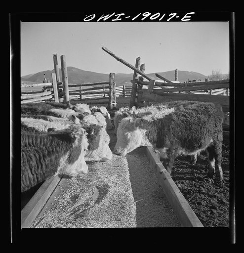 Untitled photo, possibly related to: Moreno Valley, Colfax County, New Mexico. Fattening stock on the Mutz ranch