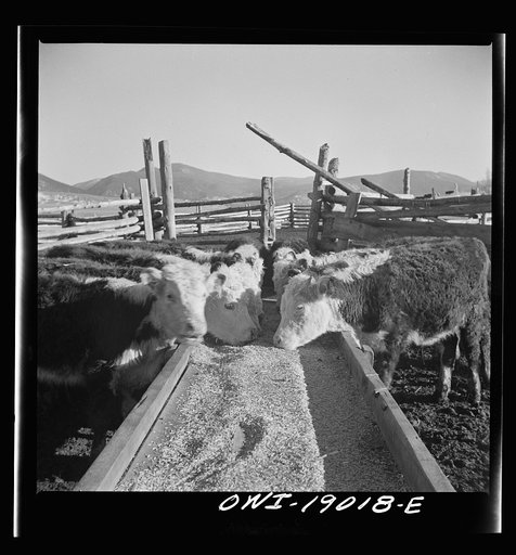Untitled photo, possibly related to: Moreno Valley, Colfax County, New Mexico. Fattening stock on the Mutz ranch