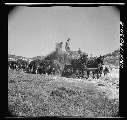 Moreno Valley, Colfax County, New Mexico. Winter feeding on the Mutz ranch
