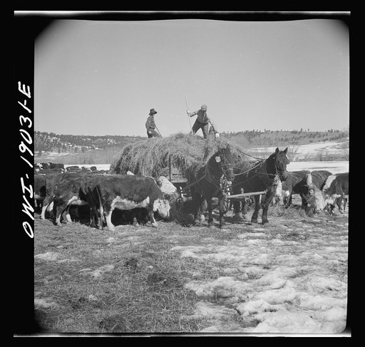 Moreno Valley, Colfax County, New Mexico. Winter feeding on the Mutz ranch