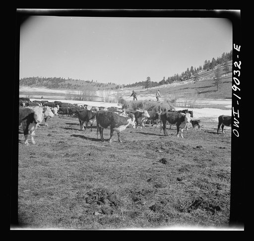 Moreno Valley, Colfax County, New Mexico. Winter feeding on the Mutz ranch