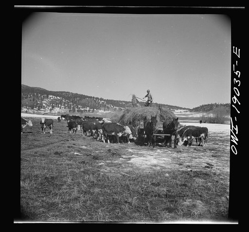 Untitled photo, possibly related to: Moreno Valley, Colfax County, New Mexico. Winter feeding on the Mutz ranch