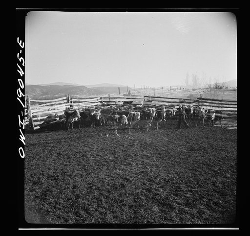 Untitled photo, possibly related to: Moreno Valley, Colfax County, New Mexico. Corrals on George Mutz's ranch